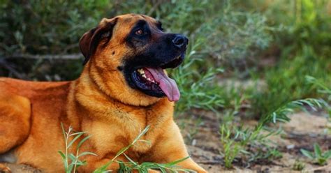 A Comprehensive Guide to the German Shepherd Mastiff Mix