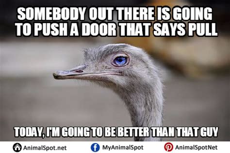 Ostrich Memes