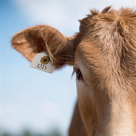 Personalized Fancy Cattle Ear Tag Livestock ID Show Tags