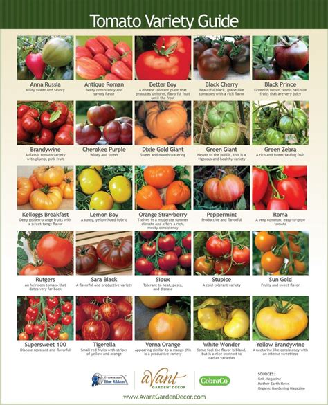 An explanation of a few types of tomatoes, how to plant and grow them ...