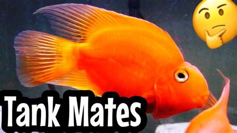 Top 5 Blood Parrot Cichlid Tank Mates - YouTube