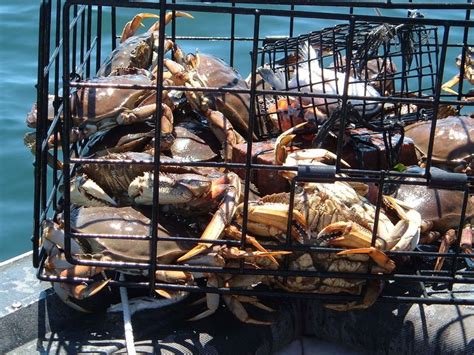 A Complete Guide to Dungeness Crabbing in the Northwest | SkyAboveUs