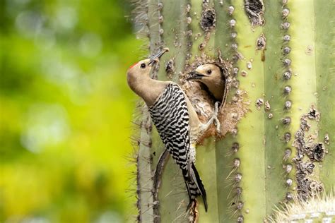 Gila Woodpecker ⋆ Tucson Audubon