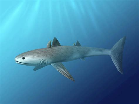 Cladoselache Fyleri Is An Extinct Shark Photograph by Nobumichi Tamura - Fine Art America