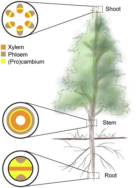 Frontiers | Vascular Cambium: The Source of Wood Formation