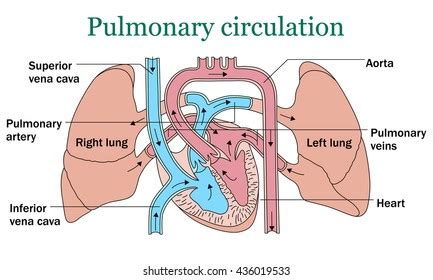 9,178 Pulmonary Circulation Images, Stock Photos, 3D objects, & Vectors ...