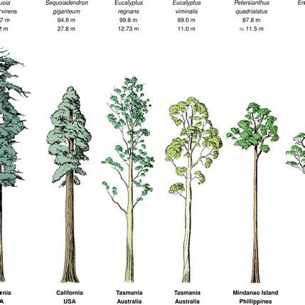 The height, girth, and locations of some of the world’s tallest tree... | Download Scientific ...