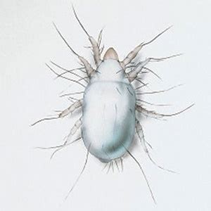 Pest advice for controlling Flour Mites