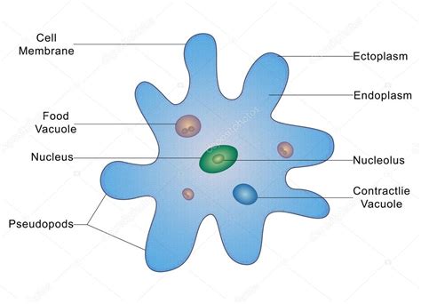 Function of Cytoplasm | Composition of Cytoplasm