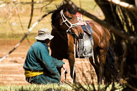 The Mongolian horse | Equus Journeys