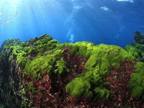 Ocean algae steal genes from bacteria - Earth.com