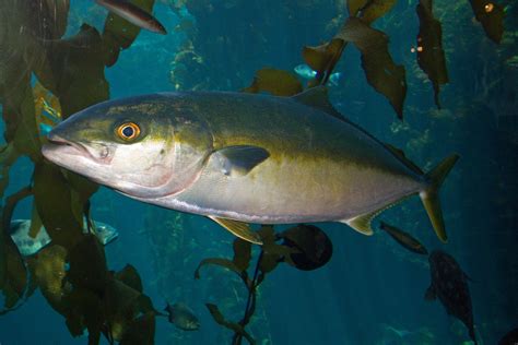 Yellowtail amberjack photo and wallpaper. Cute Yellowtail amberjack ...