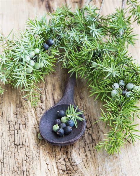 What Are Juniper Herbal Uses - Growing Juniper As Herb Plants