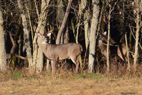 "Natural World" Through My Camera: A Buck With A History