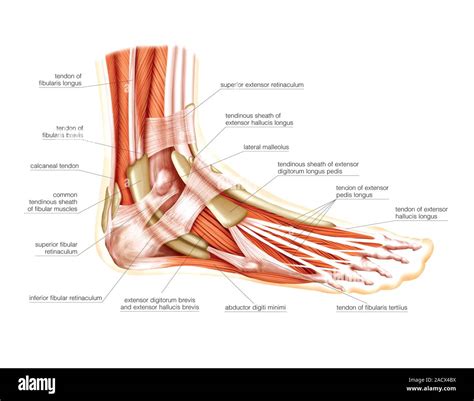 Foot Muscles Diagram