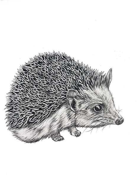 Hedgehog Original Pencil Drawing 100 | Etsy | Pencil drawings of animals, Pencil drawings, Drawings