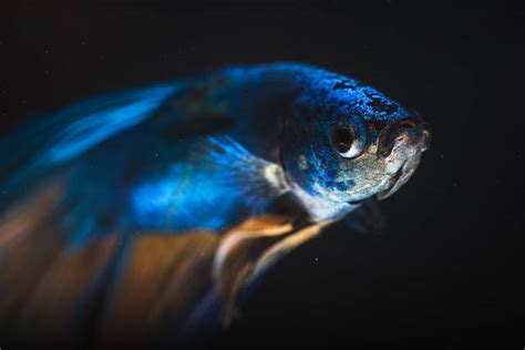 Detailed Photographs of Rare Fish Species – Fubiz Media