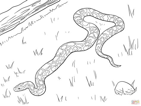 Large Burmese Python coloring page | Free Printable Coloring Pages