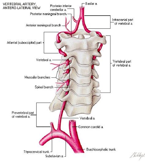 vertebral artery course | Bloedvaten, De hersenen, Medisch