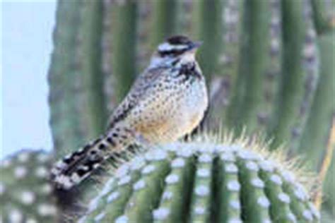 Arizona State Bird: Coues' Cactus Wren