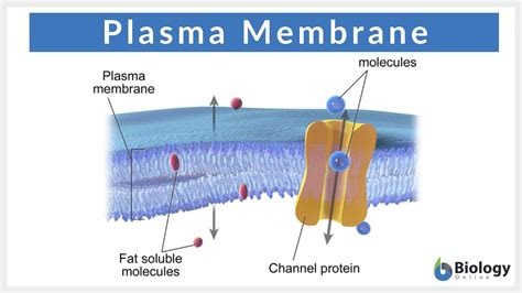 Plasma membrane - Definition and Examples - Biology Online Dictionary