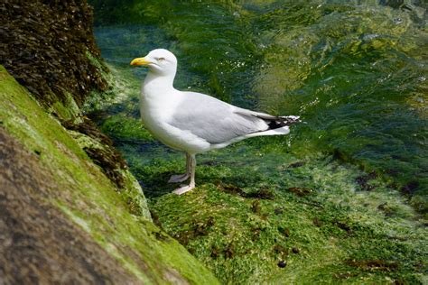 Seagull By The Sea Free Stock Photo - Public Domain Pictures