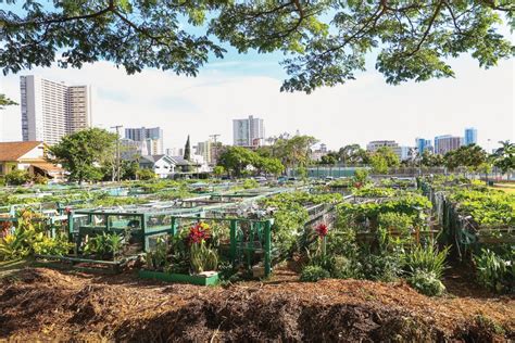 Growing a community garden in Makiki - Hawaii Magazine