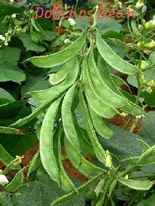 Dolichos Biflorus Seeds at Best Price in Dehradun - ID: 6089278 ...