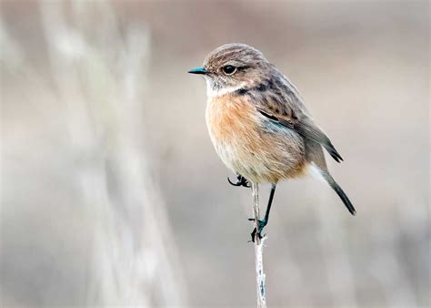 How to Photograph Small Birds: Tips for Stunning Wildlife Shots