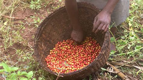 Ecosia trees help Ethiopian coffee farmer pay for education