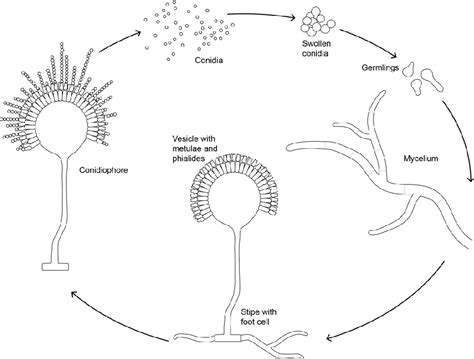 [PDF] Trehalose Metabolism and Stress Resistance in Aspergillus niger | Semantic Scholar