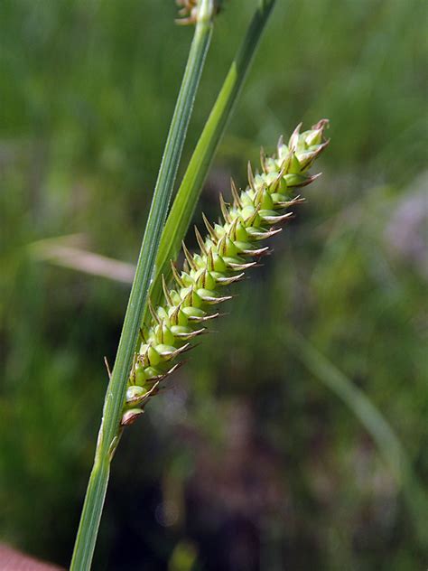 Carex haydenii Hayden's Sedge | Prairie Moon Nursery