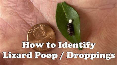 What does lizard poop look like? - YouTube