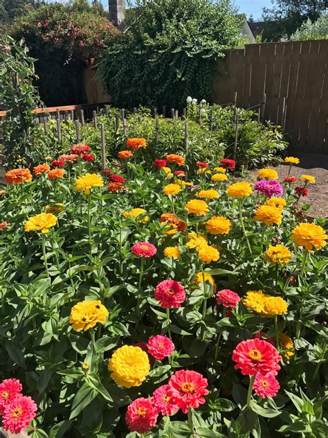 Homestead Stories: A Colorful Zinnia Extravaganza • Insteading