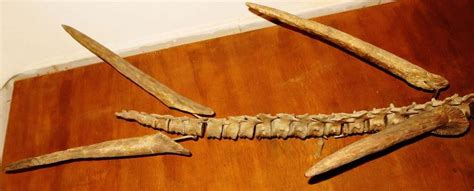 1280px-Kentrosaurus_thagomizer.JPG (1280×519) - Museum of Paleontology, Tübingen. Dinosauria ...