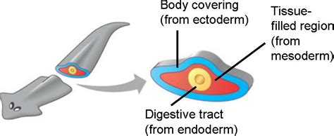 acoelomate.html 32_08TriploblasticBauplanC.jpg