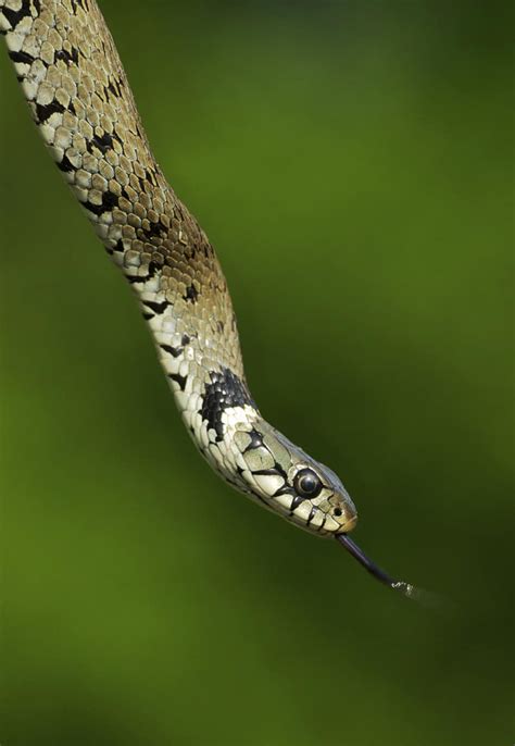 Grass Snake - British Wildlife Centre