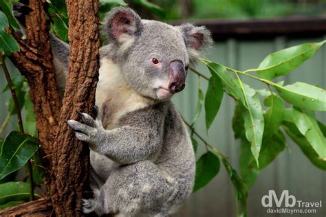 Lone Pine Koala Sanctuary, Brisbane, Australia - Worldwide Destination ...