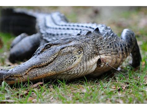 Gator Found With Human Body In Its Mouth - Brandon, FL Patch