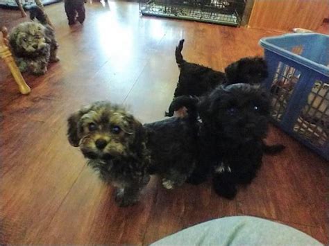 Adorable Doxipoo puppies Sparta - Puppies for Sale Near Me