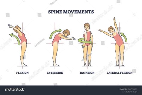 Spine Movements Flexion Extension Rotation Poses Stock Vector (Royalty Free) 2407730631 ...