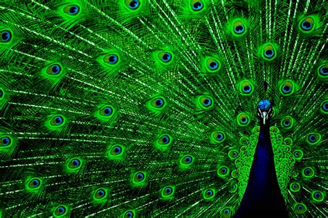 Wallpapers Of Peacock Feathers HD 2017 - Wallpaper Cave