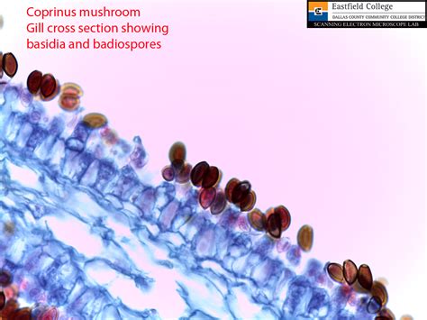 Scanning Electron Microscope Blog: Fungi - Images for Eastfield College Microbiology