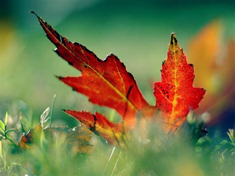 Single Leaf Wallpapers - Top Free Single Leaf Backgrounds - WallpaperAccess