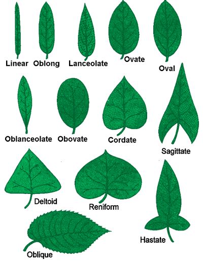 High School Botany Curriculum | Botany, Leaf shapes, Leaves