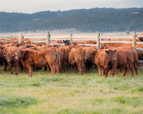 Red Angus Cattle - Meyer Company Ranch