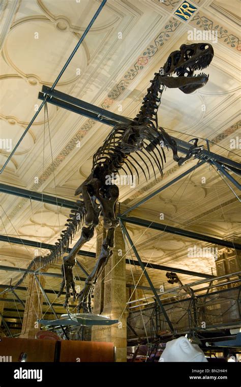 Dinosaur skeleton on display in the Natural History Museum in London Stock Photo, Royalty Free ...