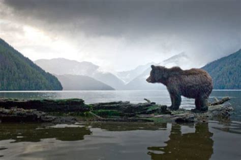 B.C.'s grizzly bear trophy hunt in the spotlight | Georgia Straight Vancouver's News ...