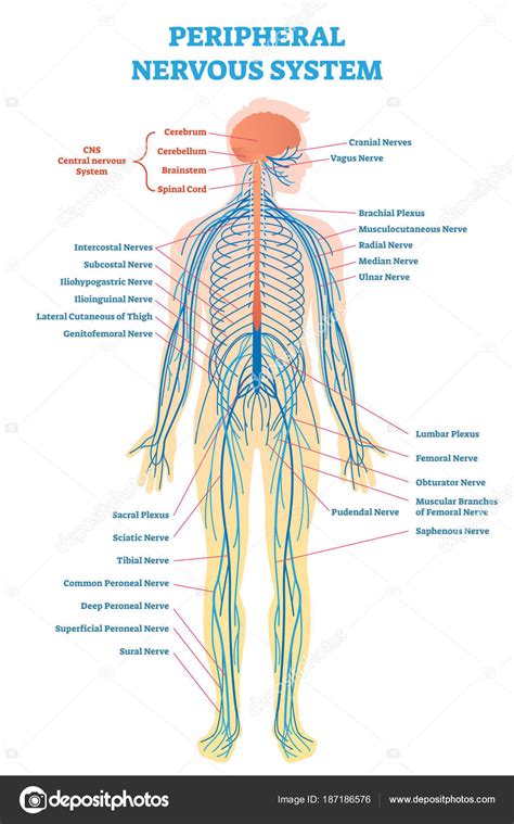 Sistema nervioso periférico, diagrama de ilustración de vectores médicos con esquema nervioso de ...