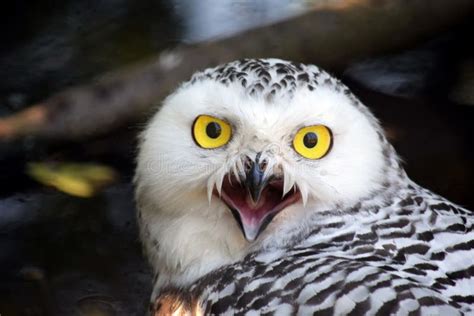 Snowy Owl Bubo Scandiacus Com Open Beak Foto de Stock - Imagem de detalhe, isolado: 161976102